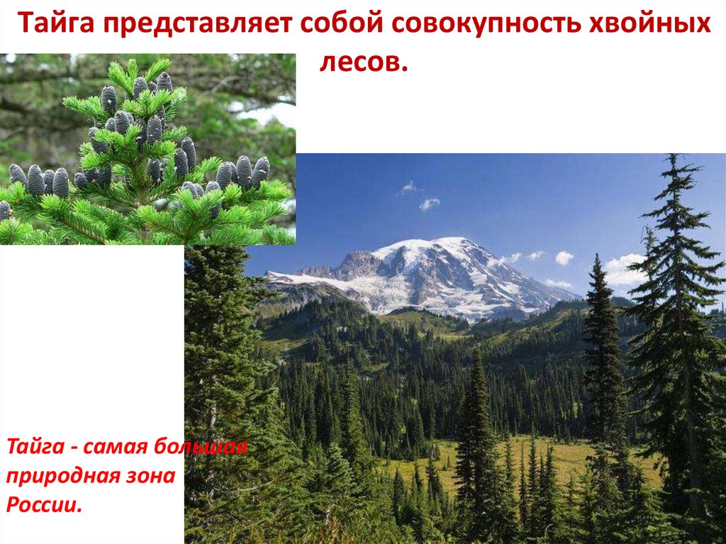 Растительный покров тайги отличается малым видовым разнообразием. Природная зона хвойных лесов. Тайга самая большая природная зона. Природная зона Тайга Тайга самая большая природная зона России. Презентация Тайга России.