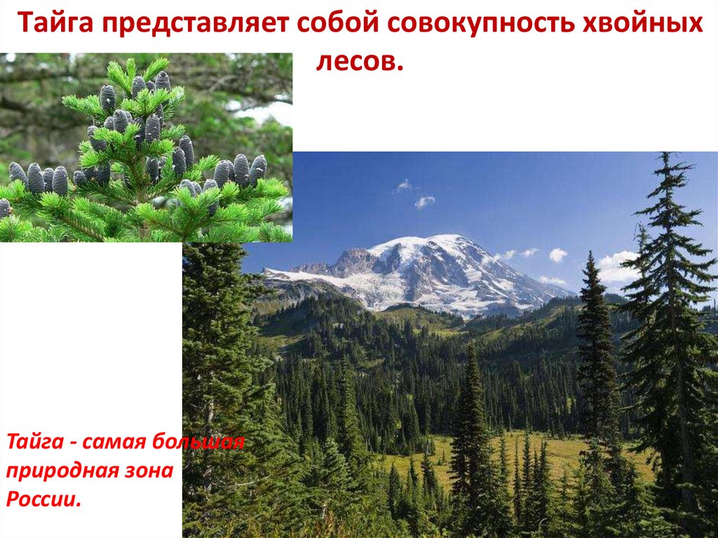 Тайга какая природная зона. Самая большая природная зона. Природная зона Тайга Тайга самая большая природная зона России. Самая большая природная зона в России. Что собой представляет Тайга.