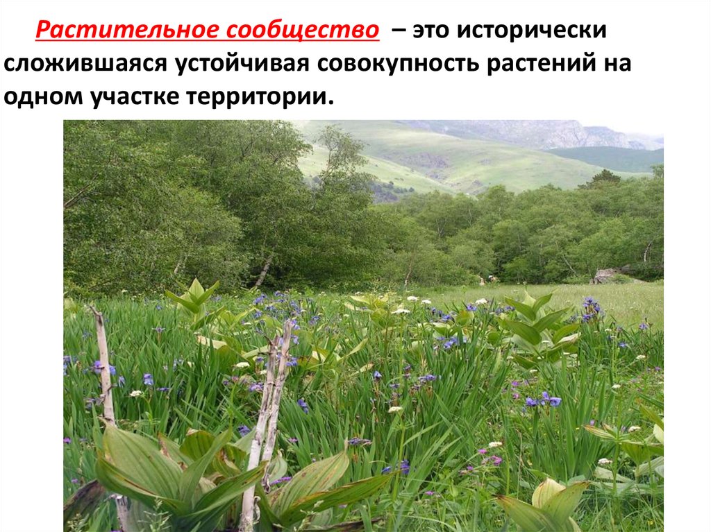 Какие растительные сообщества вы знаете 7. Растительные сообщества. Растительные сообщества России. Растительное сообщество это совокупность. Растительный мир России презентация.