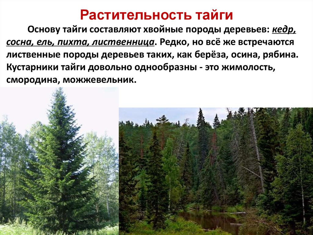 Состав елового леса. Растительный Покров тайги. Зона тайги растительность. Растительныймирт тпйги. Растительный мир тайги в России.