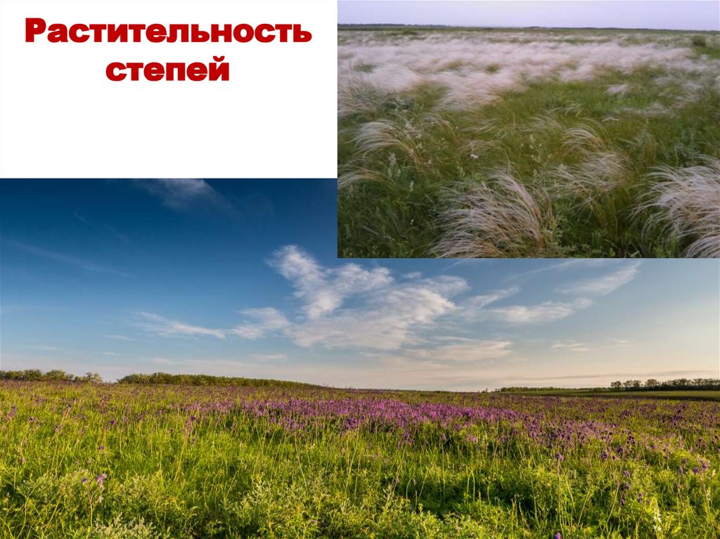 Растительный покров степи. Растительность степи. Растительный мир степи в России. Мезофильная Степная растительность. Степи растительный ми8 класс география.