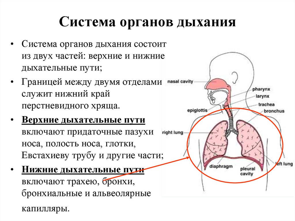 Обследование дыхательной системы у детей презентация