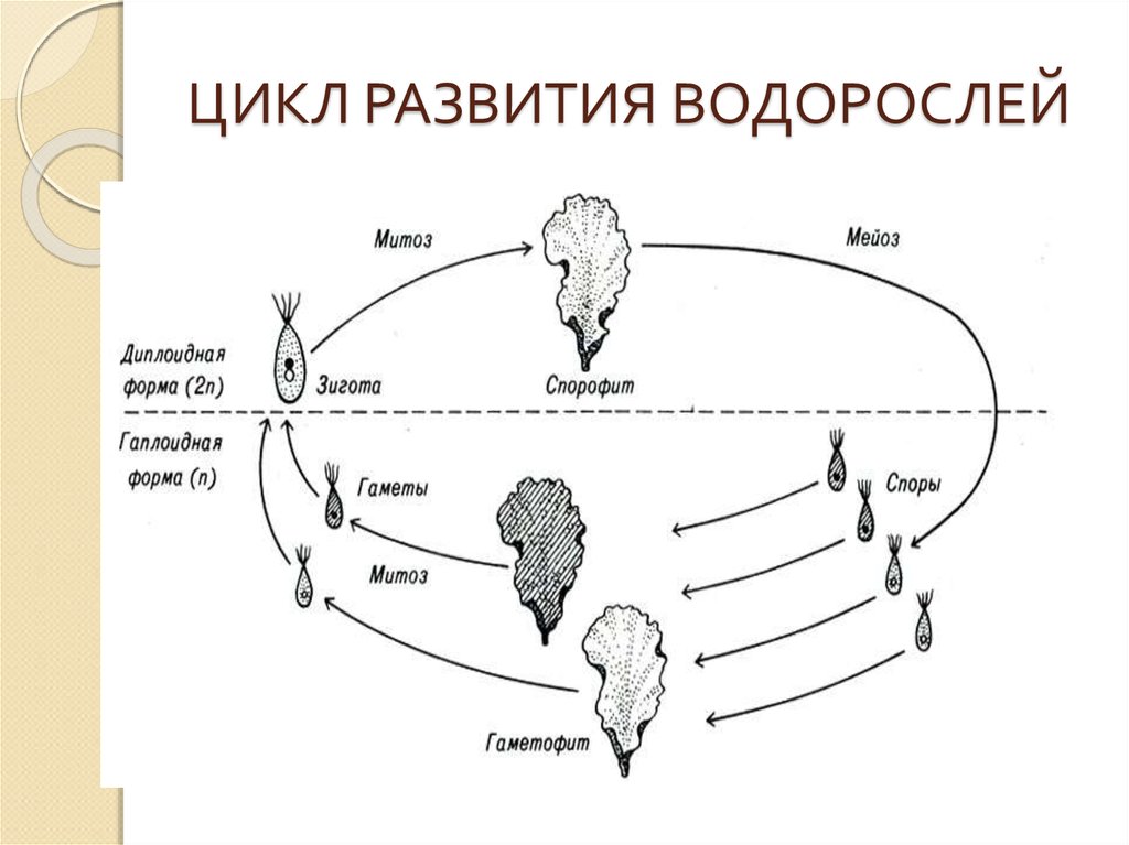 Водоросли хромосомы. Жизненный цикл водорослей схема. Жизненный цикл развития водорослей. Циклы развития растений схемы водоросли. Цикл развития ламинарии схема.