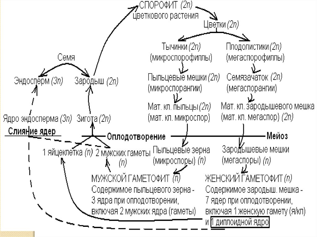 Покрытосеменные диплоидные. Цикл развития цветковых растений. Жизненный цикл цветковых растений схема. Цикл развития семенных растений схема с описанием. Жизненный цикл цветковых растений гаметофит.
