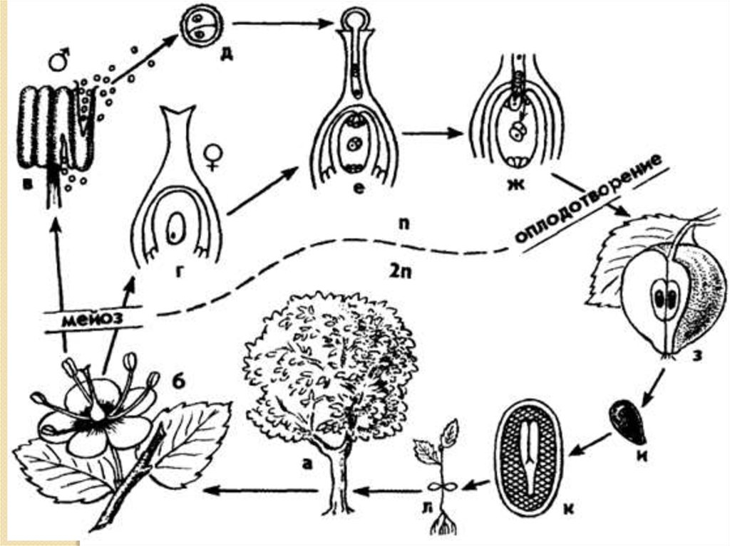 Происходит двойное оплодотворение голосеменные или покрытосеменные. Цикл развития покрытосеменных схема. Жизненный цикл покрытосеменных схема. Жизненный цикл покрытосеменных растений схема. Цикл размножения покрытосеменных растений.