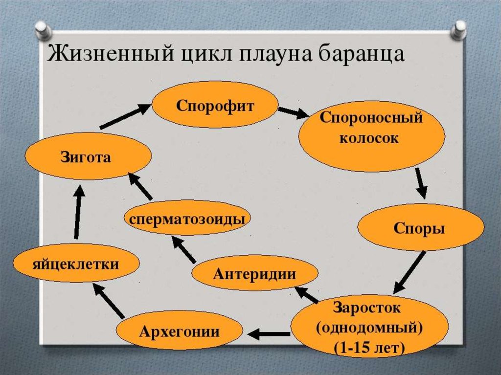 Зародыш плауна хромосомный набор