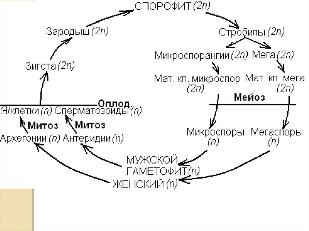 Зародыш плауна хромосомный набор. Жизненный цикл селагинеллы схема. Selaginella цикл развития. Цикл развития хвоща схема. Плаун селагинелла цикл развития.