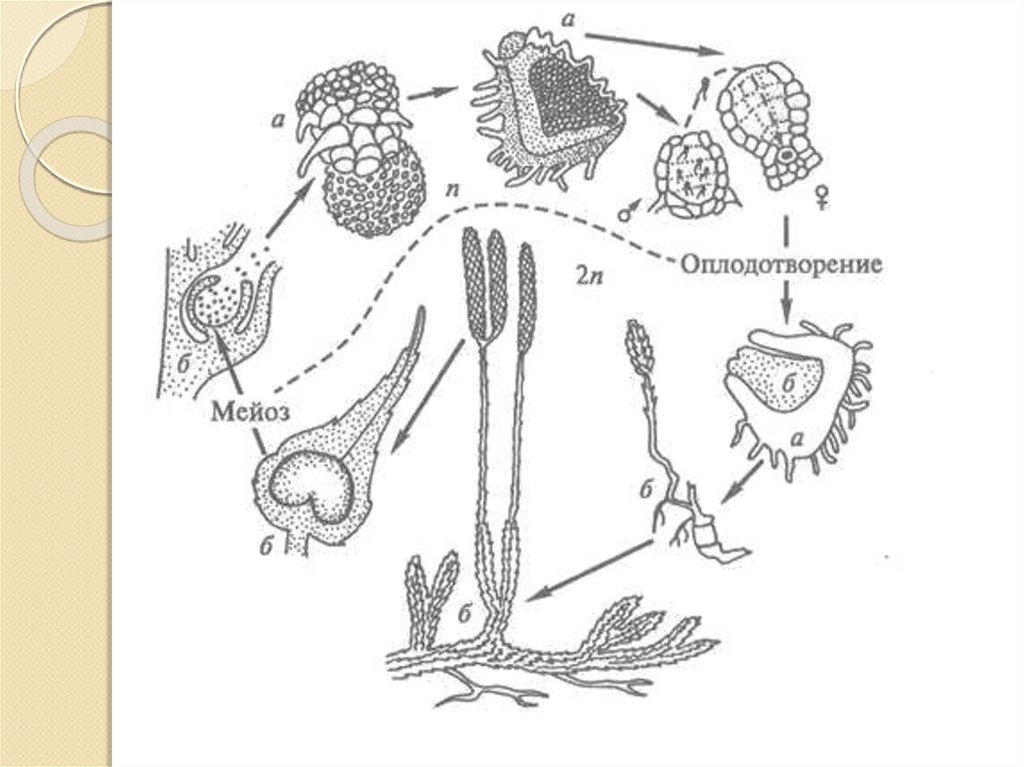 Хромосомный набор споры плауна. Жизненный цикл плауна булавовидного ЕГЭ. Цикл развития плауна булавовидного. Цикл развития плауна схема. Цикл размножения плауна.