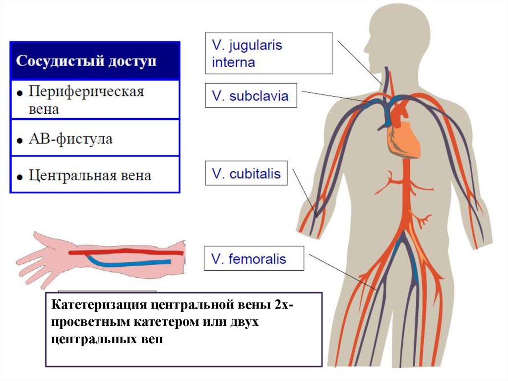Направление крови в венах