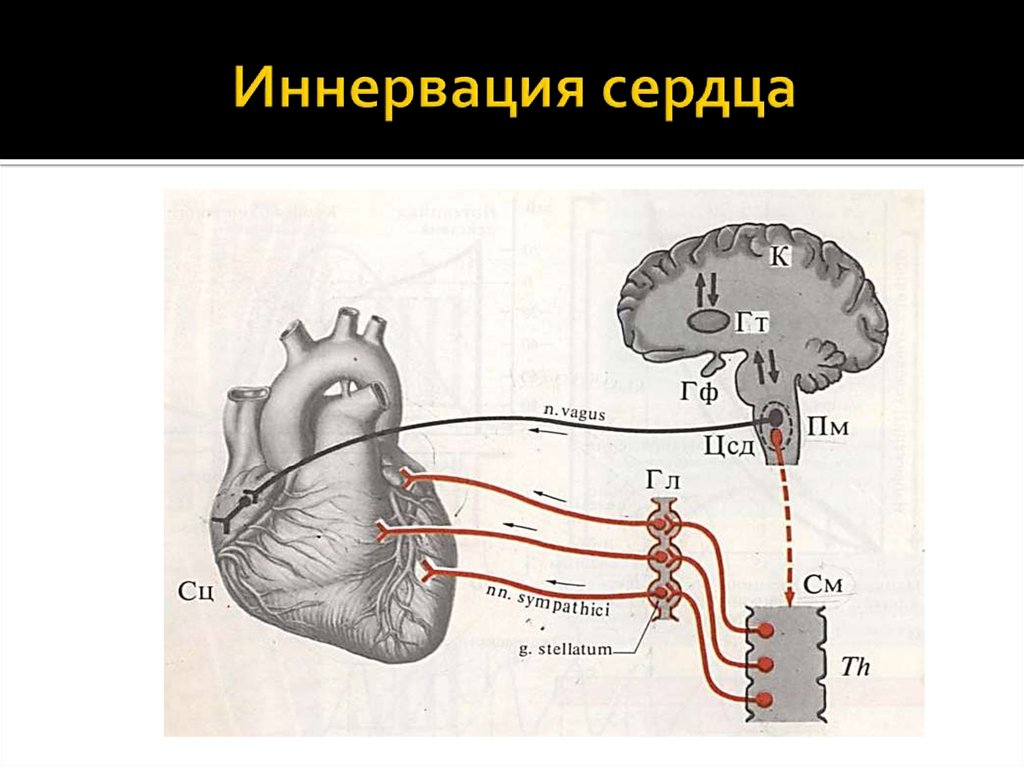 Сердечно сосудистый нервный центр. Схема эфферентной иннервации сердца. Схема парасимпатической иннервации сердца. Центр парасимпатической иннервации сердца. Иннервация сердце парасимпатической нервной.