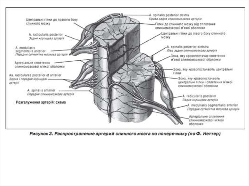 Передняя спинномозговая артерия. Артерии спинного мозга Неттер.
