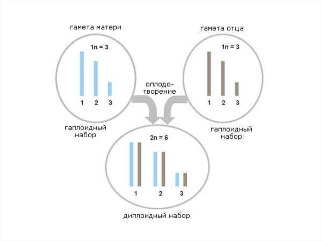 Диплоидный гаплоидный хромосом. Гаплоидный и диплоидный набор хромосом. Гаплоидный набор хромосом это набор. Диплоидный набор и гаплоидный набор. Гаплоидный набор хромосом.