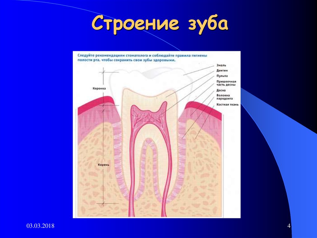 Тип строения зуба. Строение зуба. Строени ЕЗКБА. Структура зуба. Внутреннее строение зуба анатомия.
