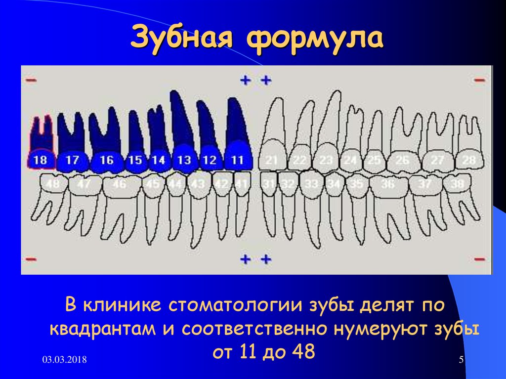 Зубная формула это. Зубная формула постоянных зубов. Смешанный прикус зубная формула. Формула зубов взрослого. Зубная формула взрослого человека.