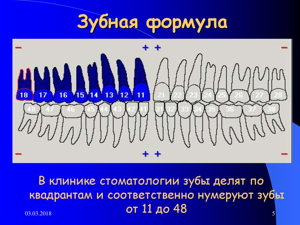 Зубная формула образец