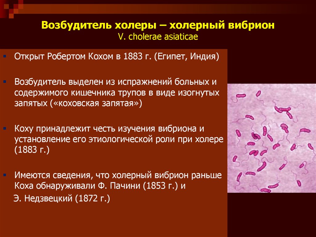 Возбудителем холеры является. Классификация вибрионов микробиология. Вибрио холера морфология. Возбудитель холеры морфология. Холерный вибрион микробиология классификация.
