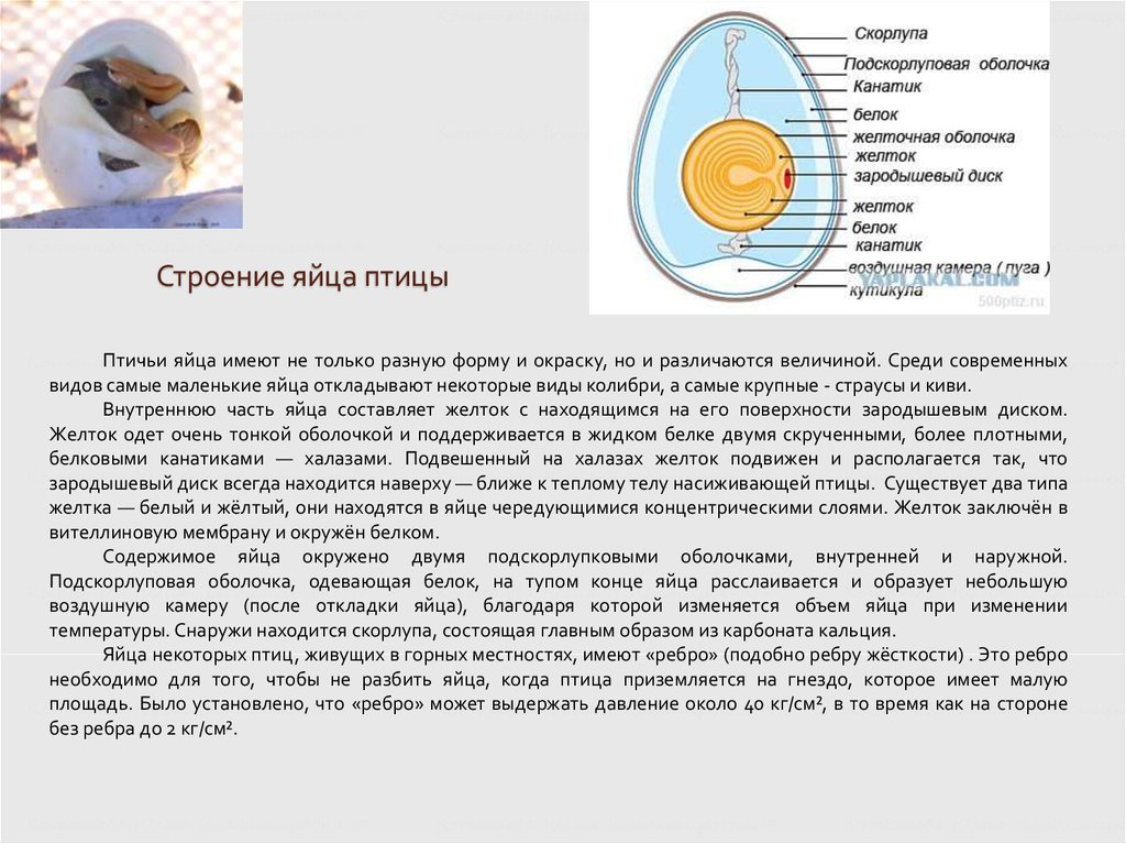 Развитие птиц строение яйца птиц. Строение яйца птицы и функции. Строение яйца птицы канатик. Строение яйца птицы таблица. Строение яйца курицы и функции.