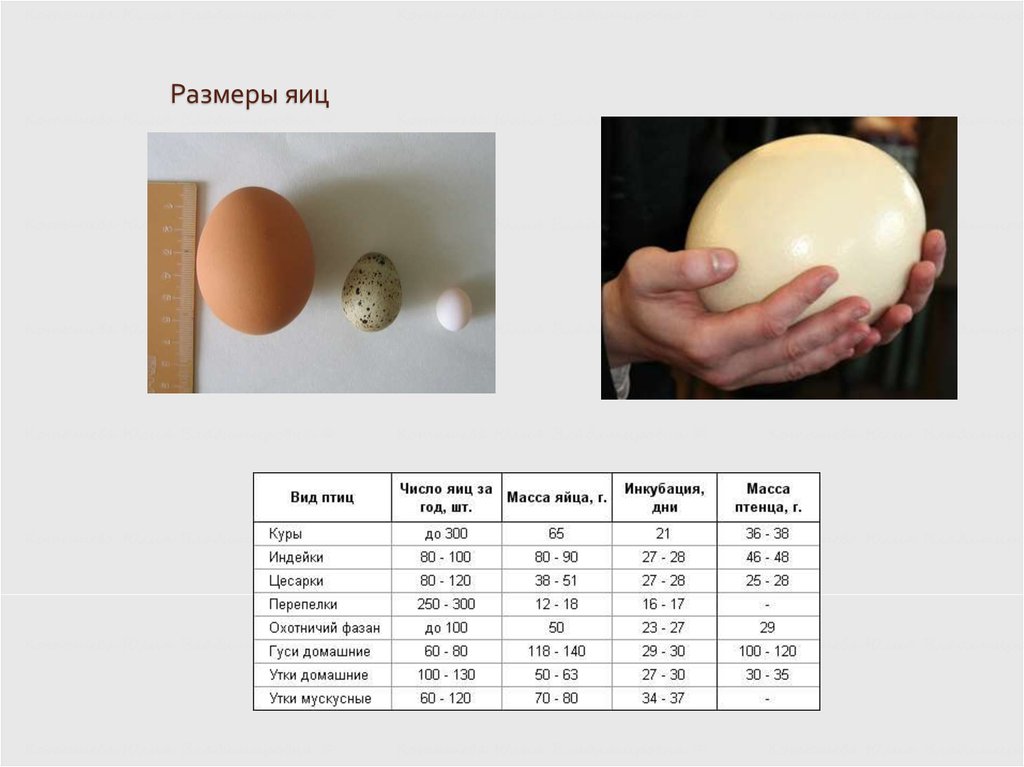 Размеры яиц