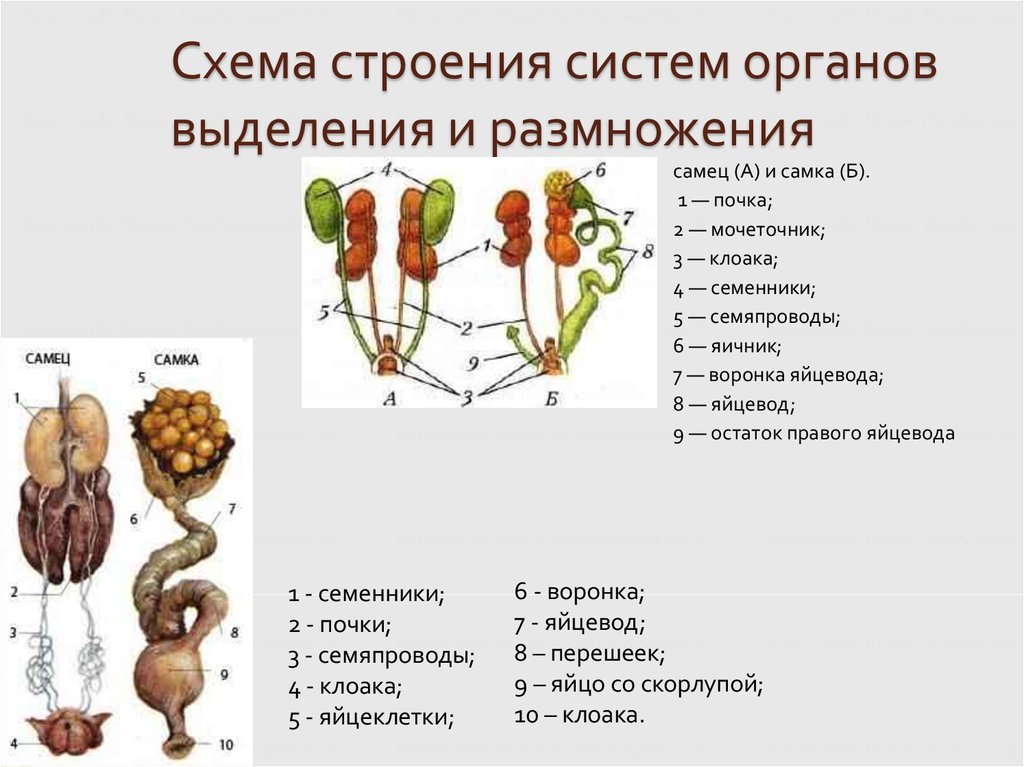 Кишечник мочеточники открываются в клоаку