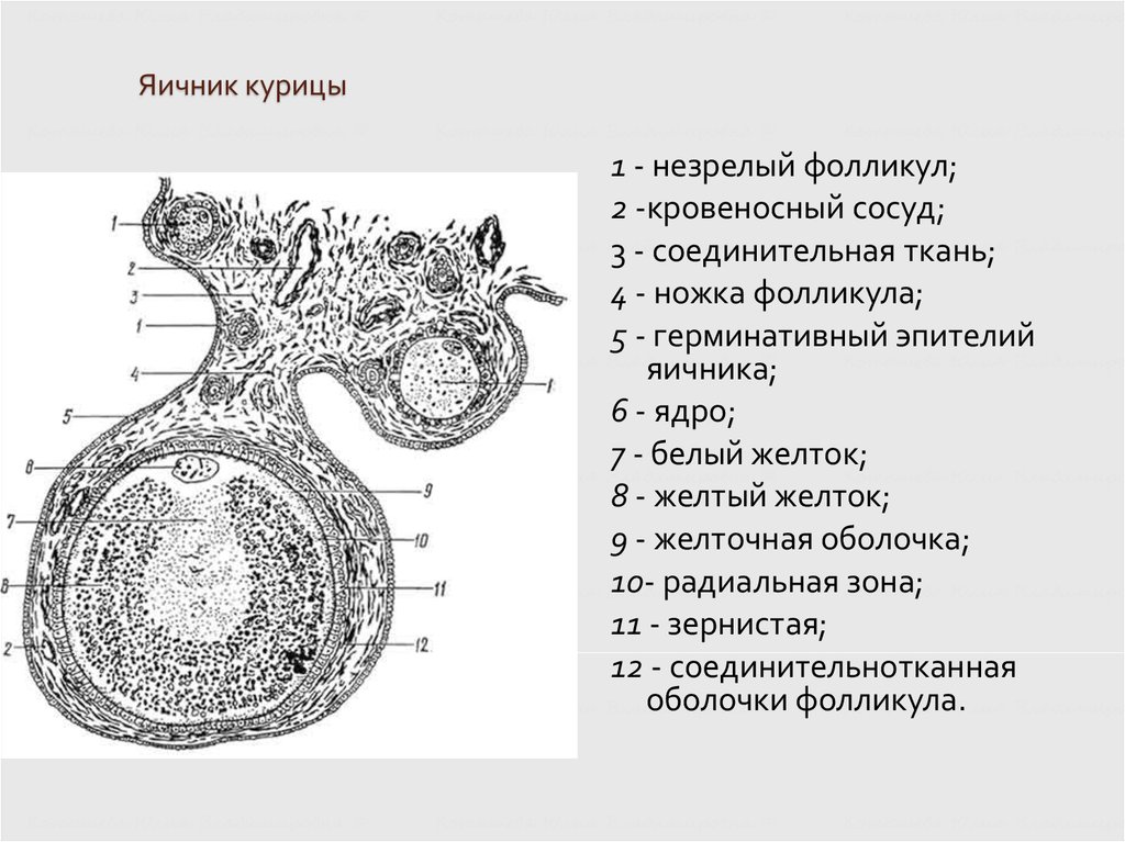 Яичники 8