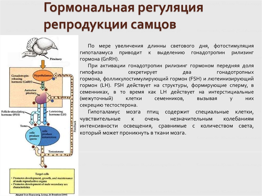 Какая система органов регулирует гормоны