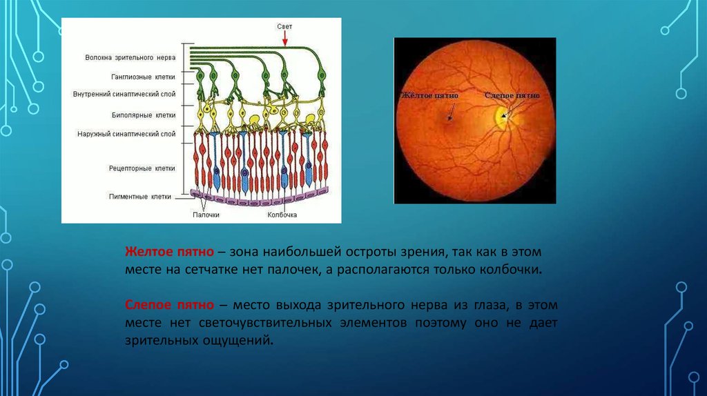 Место выхода зрительного нерва пятно. Рецепторные клетки сетчатки. Ганглиозные клетки сетчатки. Биполярные и ганглиозные клетки сетчатки. Сетчатка и зрительный нерв.