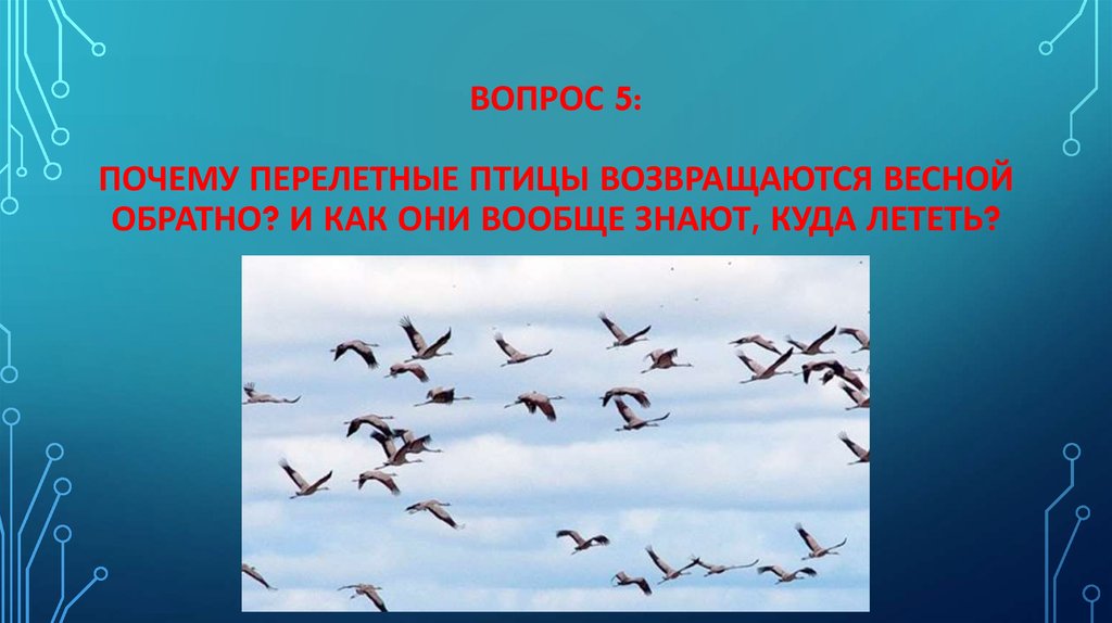 Почему птичку. Возвращаются перелетные птицы. Перелетные птицы возвращаются весной. Птицы возвращаются весной. Почему перелетные птицы возвращаются весной.