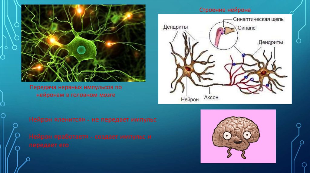 Какое строение имеет нейрон
