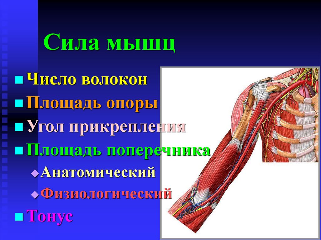 Работа мышцы зависит. Мышцы. Мышечная сила. Мышечная сила зависит от. Сила человеческих мышц.