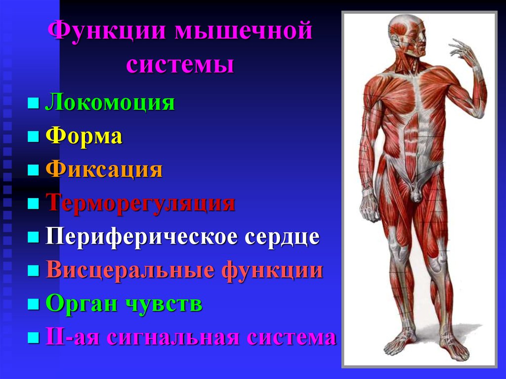 Главная функция мышцы. Функции мышечной системы. Анатомия мышечной системы. Строение и функции мышечной системы человека. Мышцы человека презентация.
