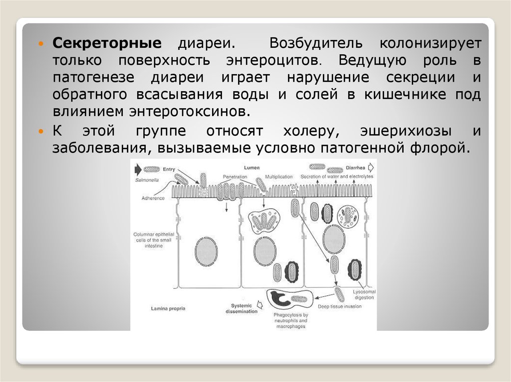 Секреторная диарея. Механизм секреторной диареи. Секреторная диарея патогенез. Секреторный Тип диареи. Секреторная диарея этиология.