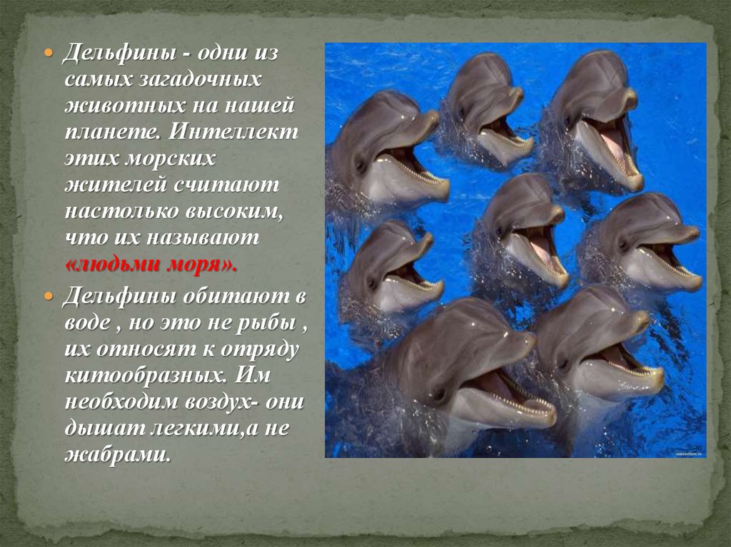 Дельфин относится к рыбам. Раса разумных дельфинов. В Байкале дельфины водятся. К какому классу рыб относится Дельфин. Дельфин относится к группе животных