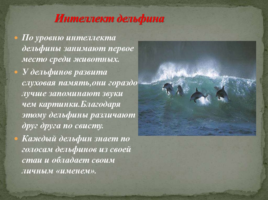 Составьте и запишите план текста из трех пунктов у дельфинов очень хорошо развита слуховая память