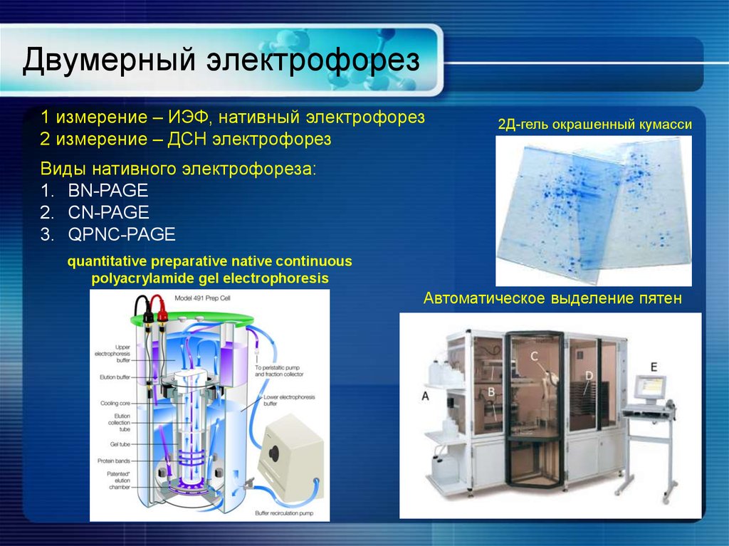 Электрофорез волгоград. Двумерный гель-электрофорез белков. 2d электрофорез белков. Двумерный гель-электрофорез принцип метода. Электрофорез белков схема.