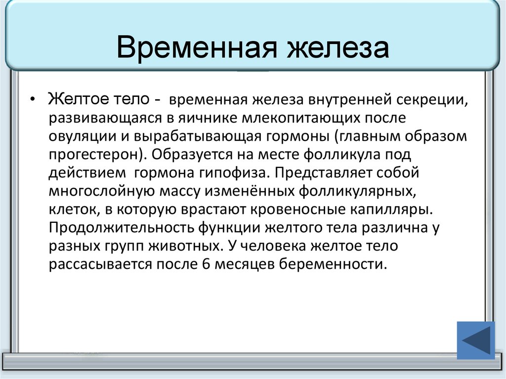 Тело железа. Временные железы внутренней секреции. Временная железа внутренней секреции. Функции желтого тела. Желтое тело временная железа внутренней секреции.