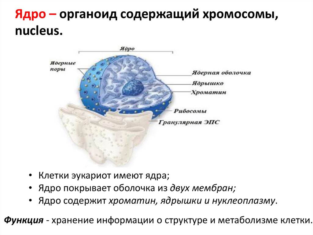 Как называют отверстия в оболочке ядра клетки