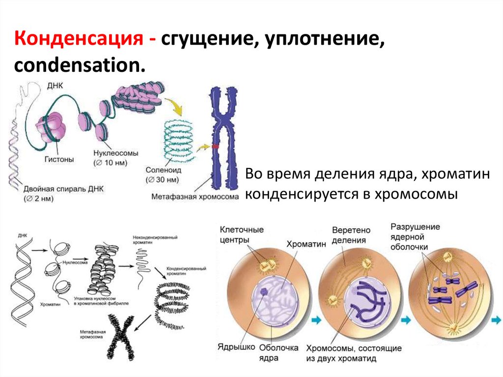 Согласно клеточной теории клетка это единица