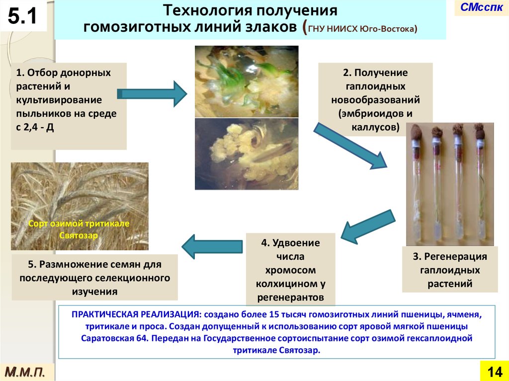 Получение гомозиготных линий получение высокопродуктивных гибридов. Технология получения гомозиготных линий кукурузы. Методы получения гомозиготных линий. Гомозиготные растения. Получение инбредных линий.