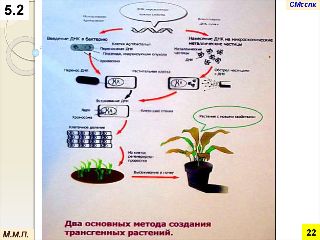 Установите последовательность растений. Создание трансгенных растений. Этапы создания трансгенных растений. Схема создания трансгенных растений. Основные способы получения трансгенных растений.