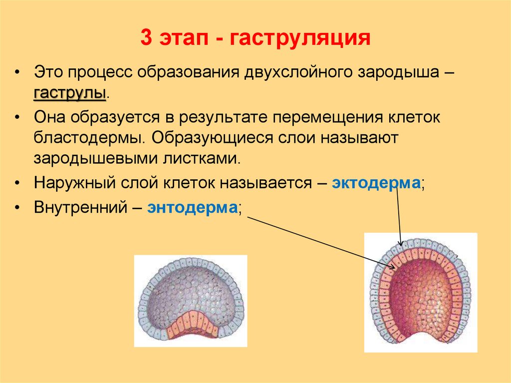 Первая стадия зародышевого развития в результате которой. Гаструляция 3 зародышевых листка. Внутренний зародышевый листок гаструлы. Гаструляция бластопор. Гас руляция зародгыа человеа.
