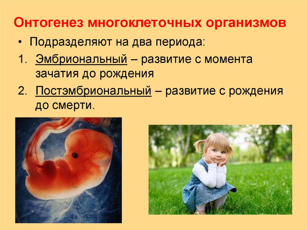 Онтогенез эмбриональное постэмбриональное. Эмбриональный этап онтогенеза. Эмбриональный период онтогенеза. Индивидуальное развитие организмов. Эмбриональный период развития.. Период эмбрионального развития организма.