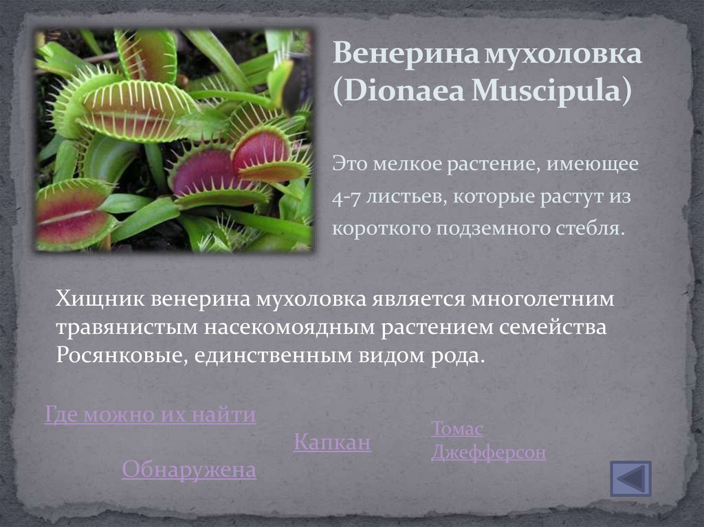 Известно что венерина мухоловка хищное растение впр. Венерина мухоловка (Dionaea muscipula). Венерина мухоловка Тип питания. Венерина мухоловка среда обитания. Венерина мухоловка строение.