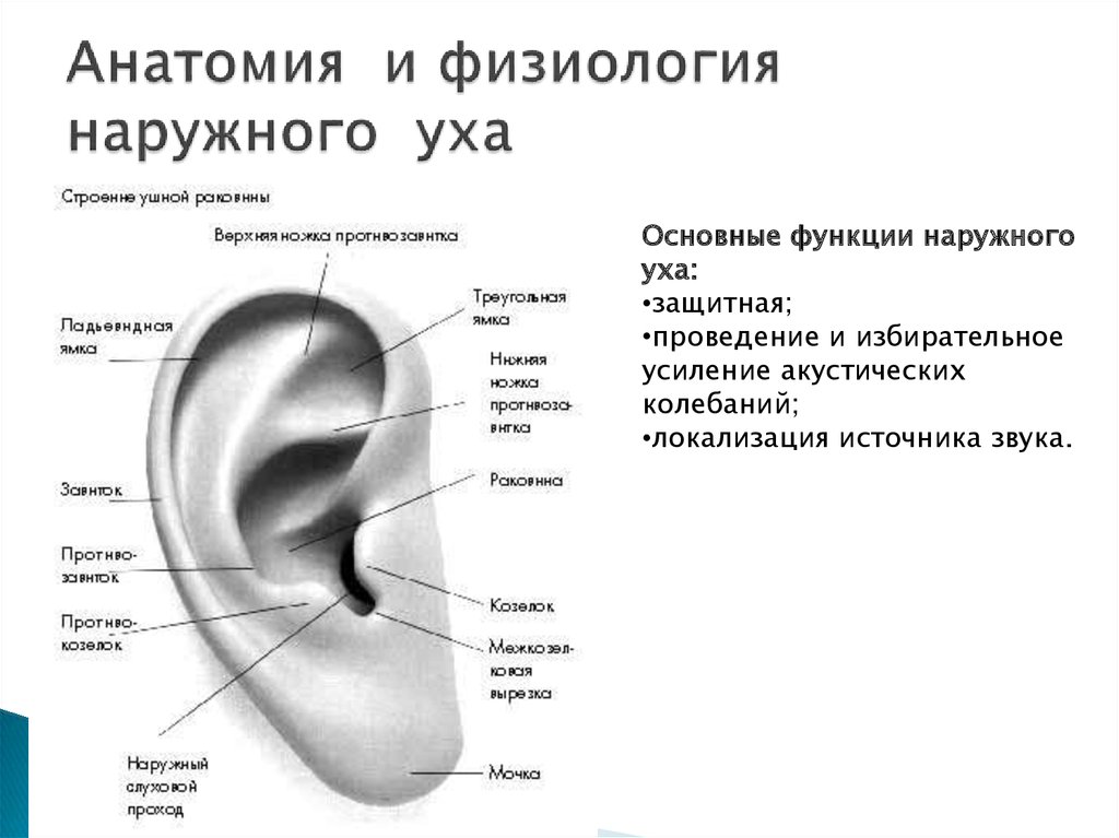 Устройство ушной раковины. Строение ушной раковины анатомия рисунок. Схема строения наружного среднего и внутреннего уха. Устройство наружного уха человека. Ушная раковина анатомия строение уха.