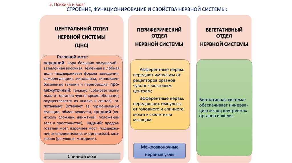 Мозг и психика презентация