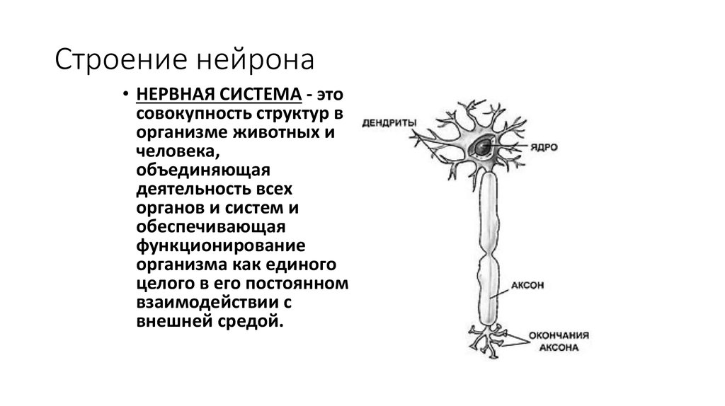 Укажите строение нейрона