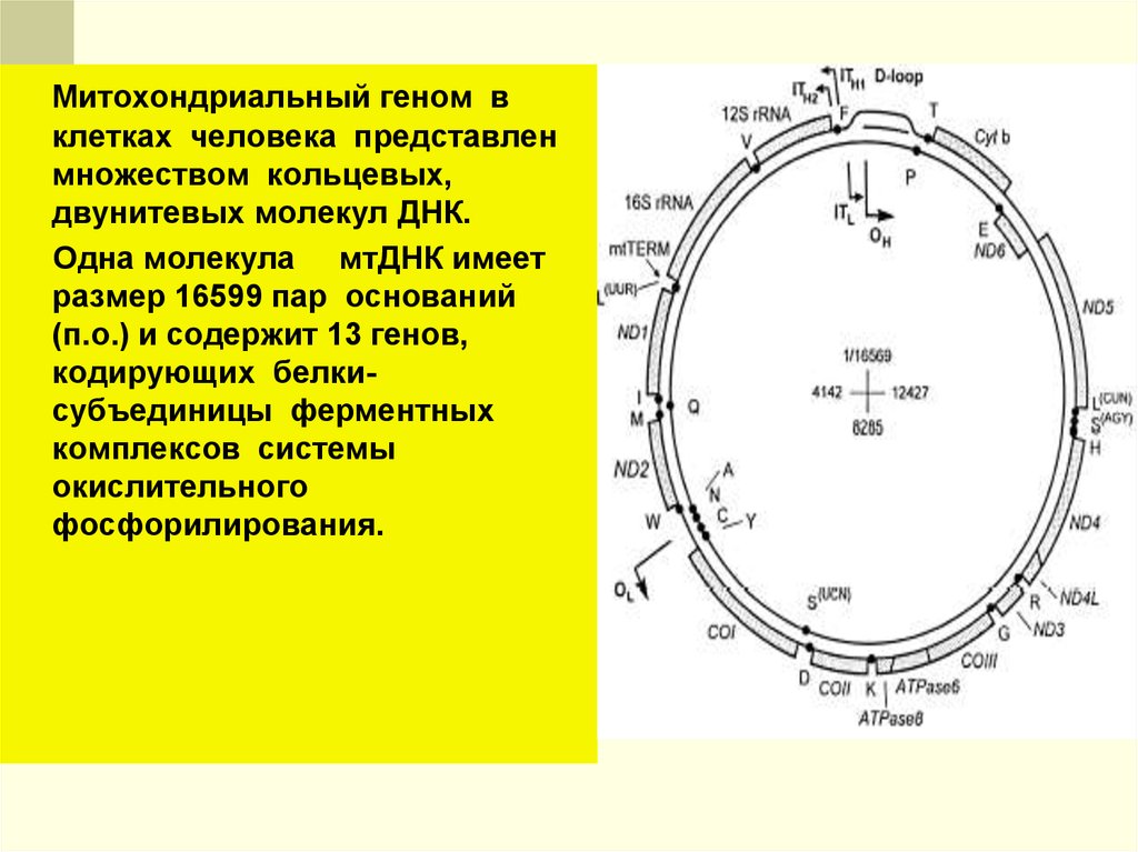 Митохондриальная днк. Митохондриальный геном. Гены митохондриальной ДНК. Структура митохондриального генома. Митохондриальные гены человек.