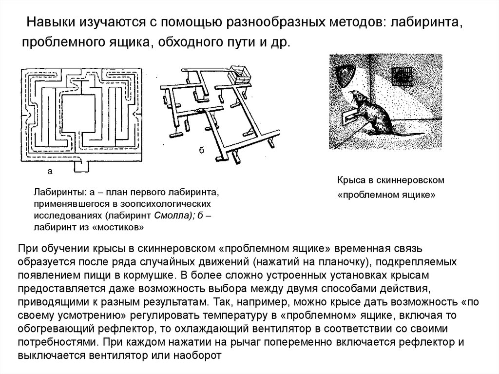 Схема лабиринта для крысы