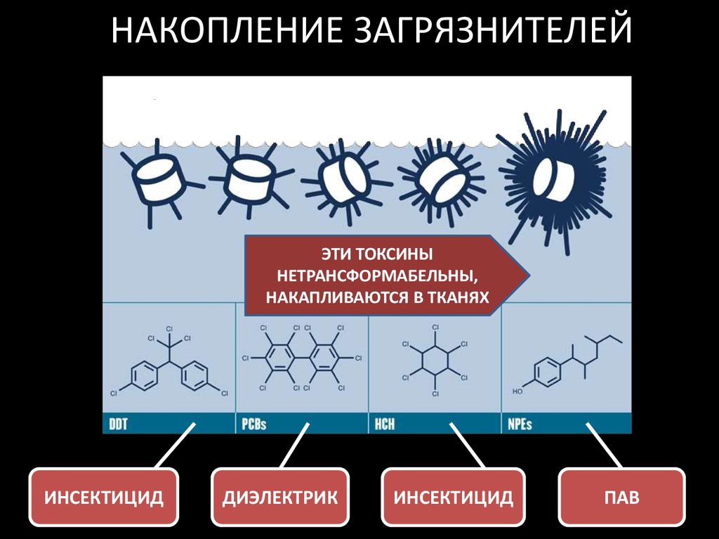 НАКОПЛЕНИЕ ЗАГРЯЗНИТЕЛЕЙ