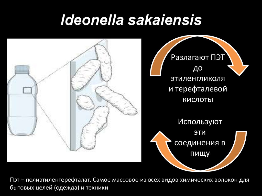 Разлагать. Ideonella sakaiensis. Бактерия Ideonella sakaiensis. Почвенная бактерия Ideonella sakaiensis.