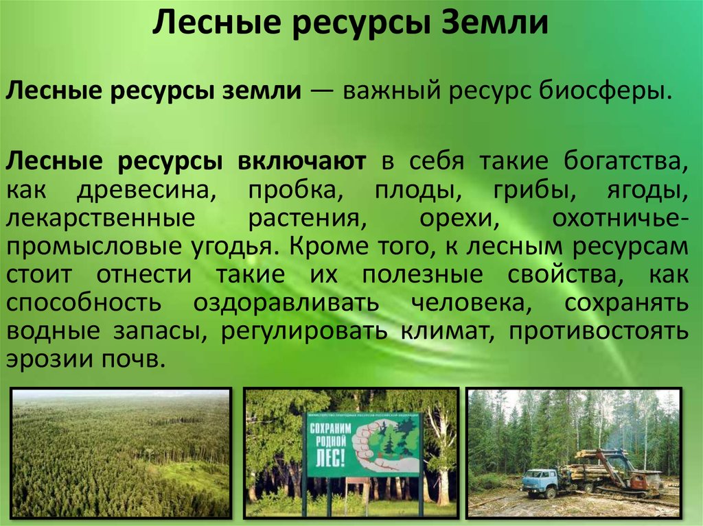 Богатства россии эссе. Природные ресурсы лес. Лесные ресурсы земли. Лесные ресурсы это кратко. Примеры лесных ресурсов.